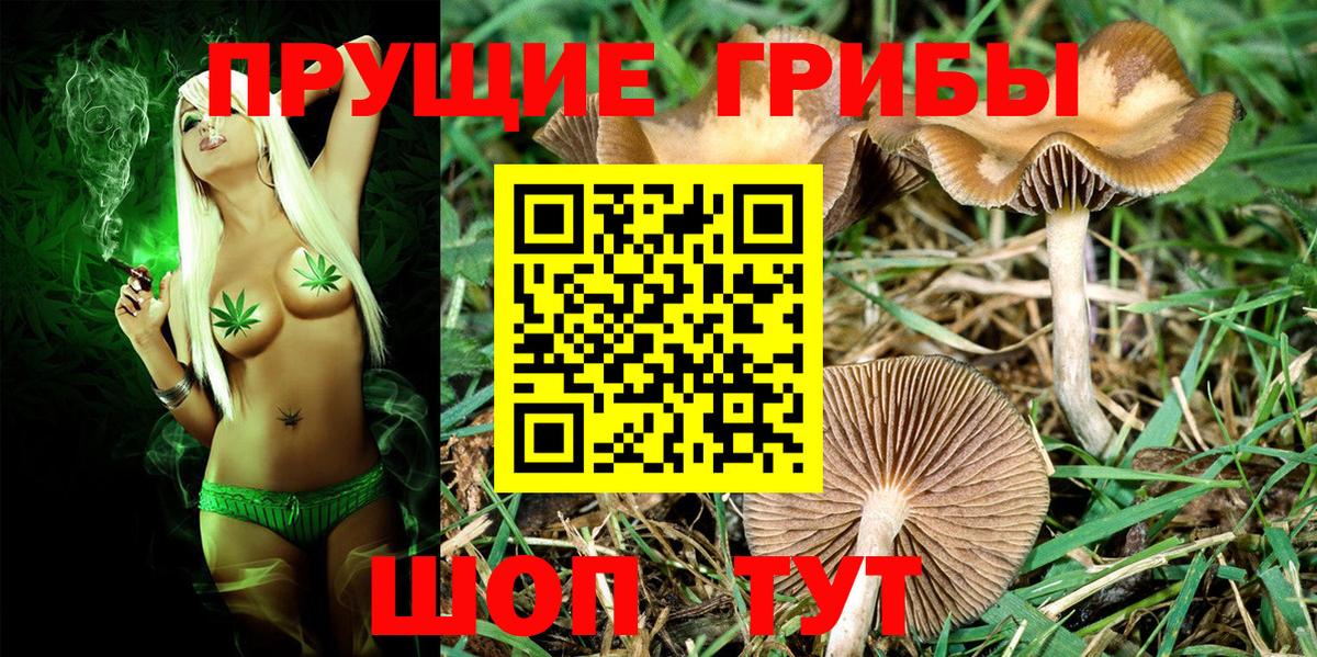 Псилоцибиновые грибы Psilocybe Белебей